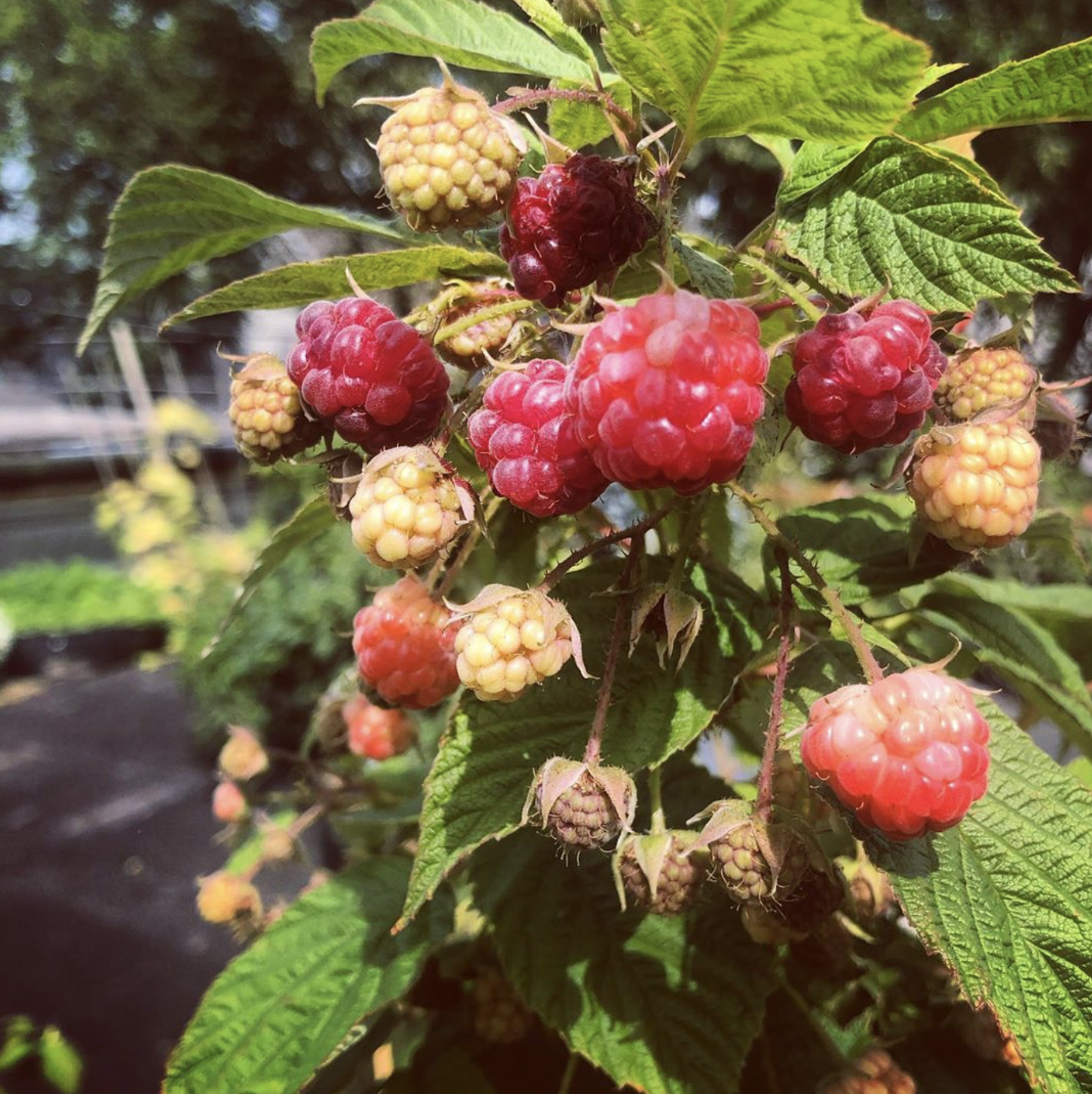 Tidying the Raspberry Patch