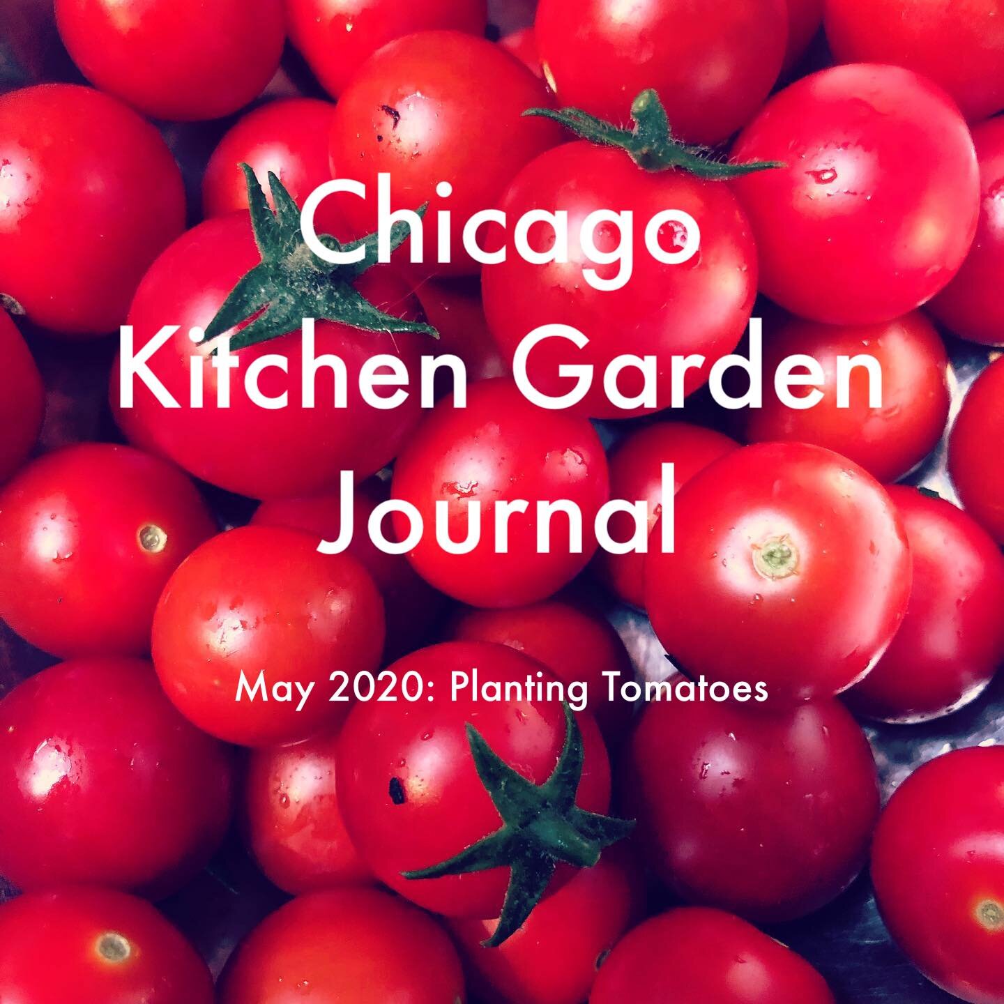 VIDEO: Planting Tomatoes