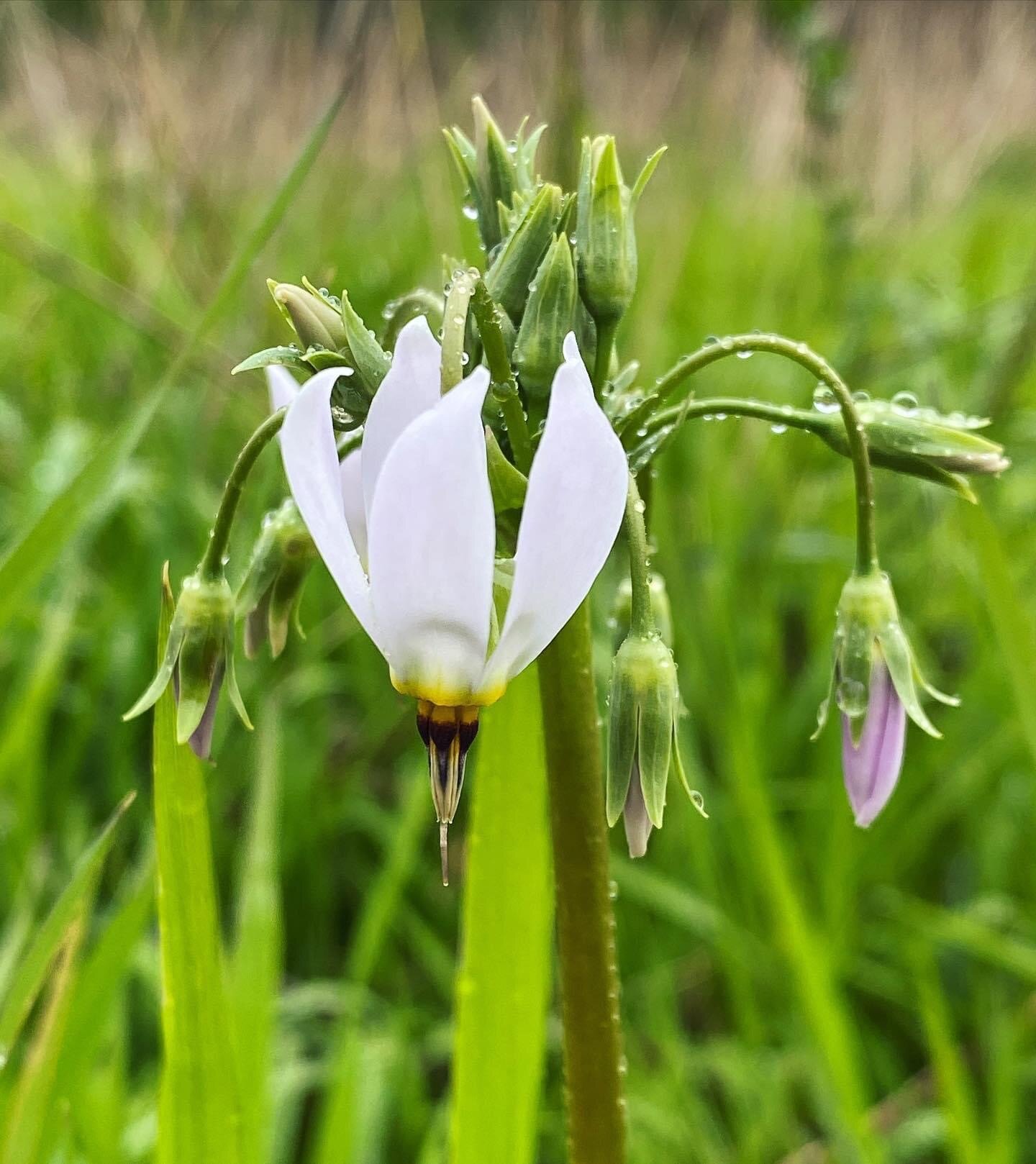 June Meditation: Pause
