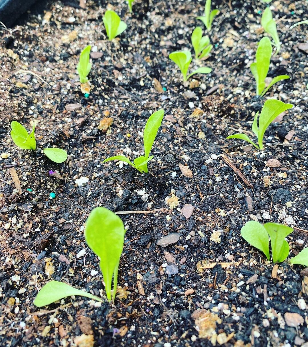 The Garden Year, Week Two: The Seedling-Calendar 